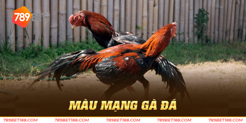 Màu mạng gà đá - Bí quyết chiến thắng từ chuyên gia 3 màu mạng gà đá