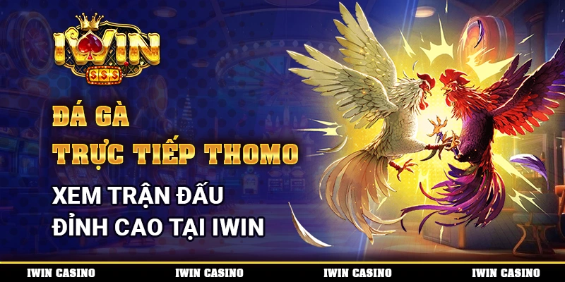 Đá Gà Trực Tiếp Thomo - Xem Trận Đấu Đỉnh Cao Tại IWIN 1 1 da ga tt thom